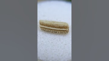 What does a paleontologist find on the beach? 69 MYO stingray tooth! 🤩  #fossils