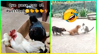 Animales Rudos Más Graciosos Del Mundo 😂 Parte 2