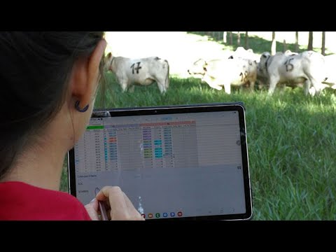 Gestão na pecuária: quatro indicadores que todo produtor precisa conhecer