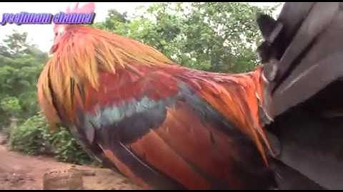 2 tug qaib dib mos sawv tshiab qua zoo cuag qaib qus 28/5/219