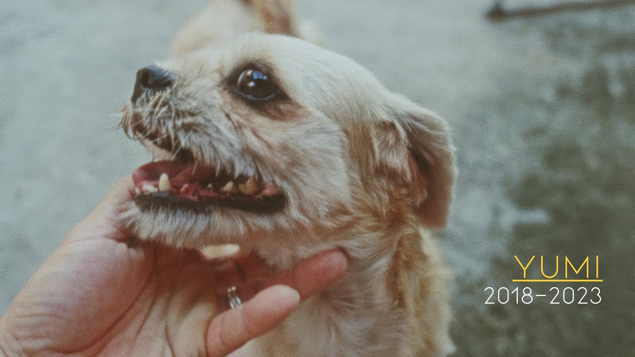 Tribute: Our dog last memory for us