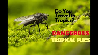 Top 5 Most Dangerous Tropical Flies You Need to Know About! by Adore nature 29 views 5 months ago 2 minutes, 29 seconds