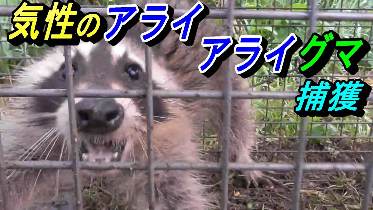 気性の荒いアライグマを捕獲しました !