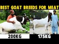 BEST GOAT BREEDS FOR MEAT - Boer, Black Bengal, Kalahari Red, Kiko, Rangeland, Sirohi, Beetal Goats