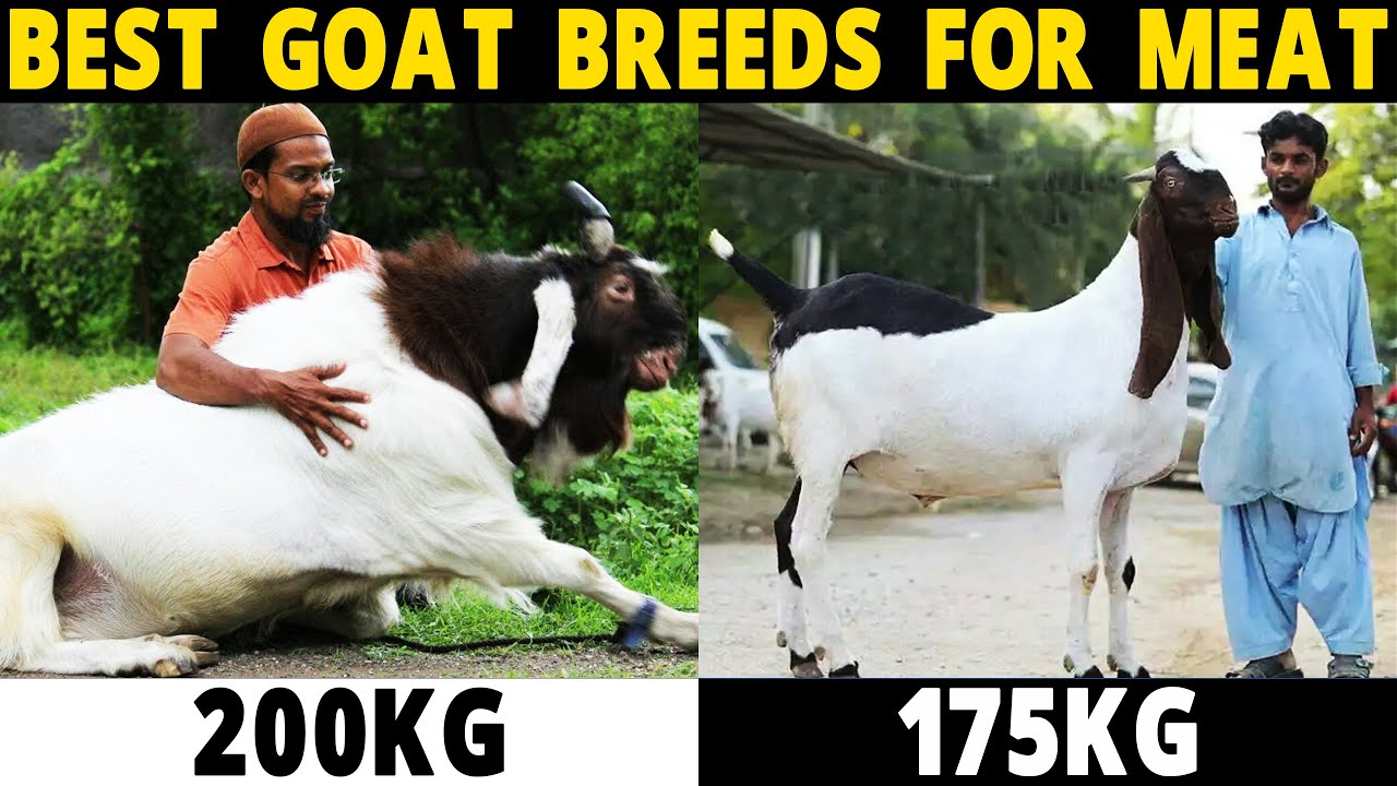 Goat Breeds Boer Goat