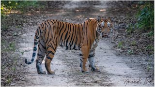 Pilibhit Tiger Reserve: A heaven for Tigers......!!