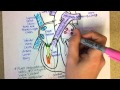 Heart Structure and Circulation