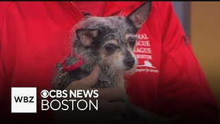 Pet Parade: Animal Rescue League of Boston