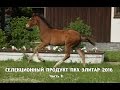 ELITAR'S BREEDING PRODUCT 2016.  Part 2