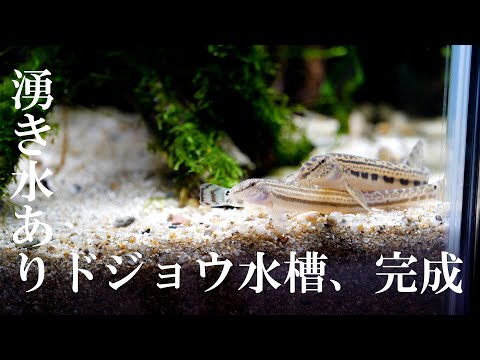 The loaches enjoying the spring water in their new home were