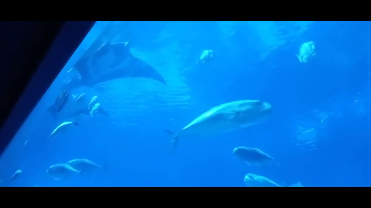 aquarium YouTube