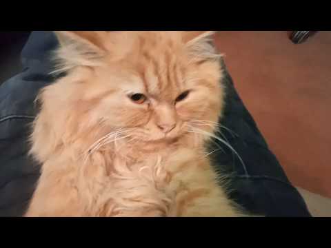 kitten-got-scared-while-playing