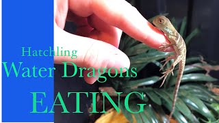 Hatchling Water Dragons Feeding Frenzy