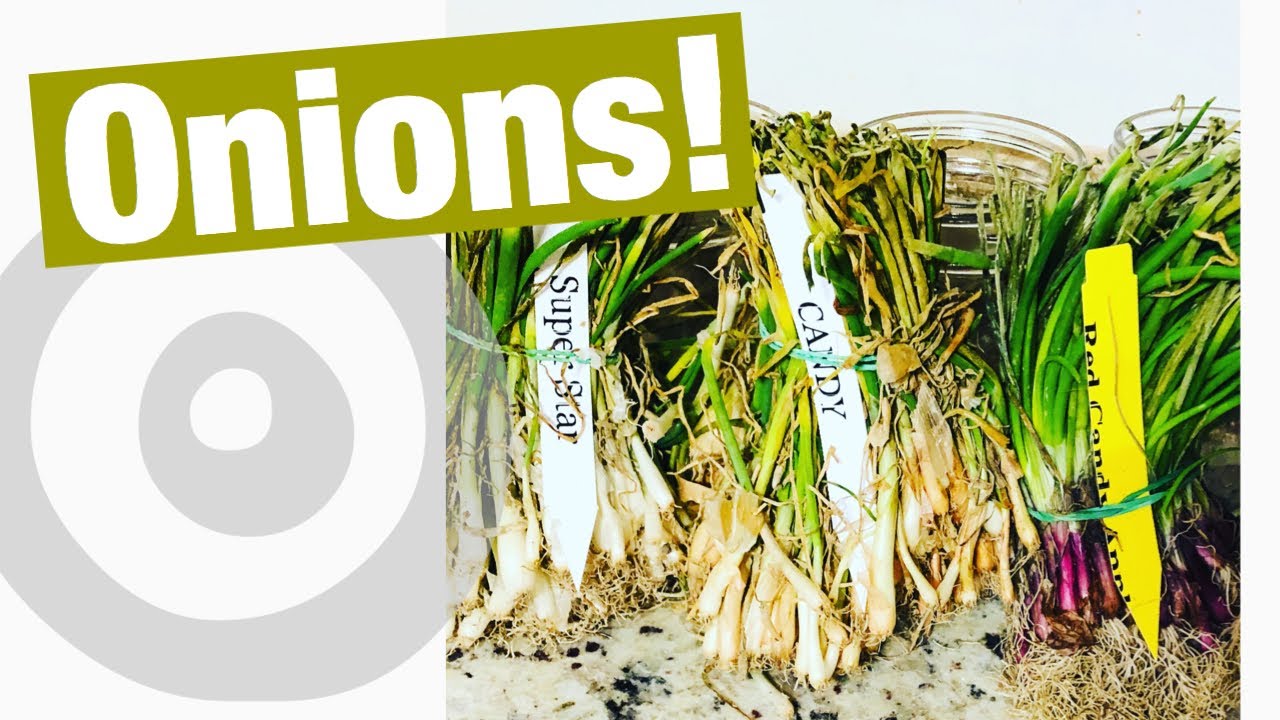 Fall Onion Planting