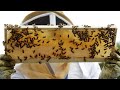 El 2021 será el año más amargo para la producción de miel en Francia