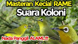 Terapi Kecial Kuning Rame Berkoloni #kecialkuninggacor #kecialkuning