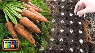 Геніальний спосіб посіву моркви  Більше ніякого проріджування та прополки