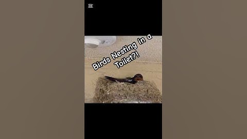 Swallow Nest Found in a Public Toilet at Night – Japan Nature Moment