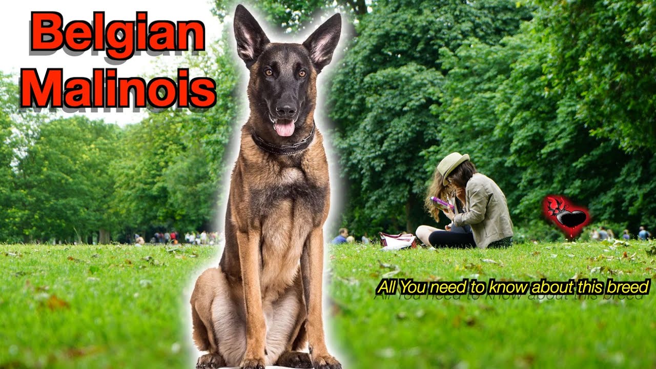 Malanwal Belgian Malinois Explained Breed Personality, Power, Pros & Cons, Is ...