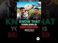 How Your Dog Communicates Mealtime | Telugu podcast | Yinttalks #shorts
