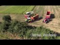 Rcolte densilage mas avec une ensileuse claas jaguar 890