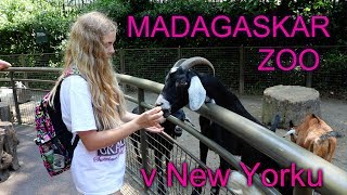 Madagaskar zoo v New Yorku /LEA