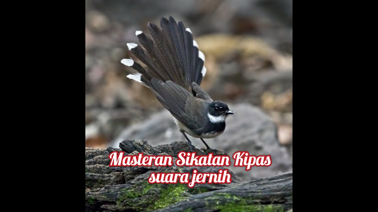 Masteran Sikatan Kipas Suara Jernih dan Suara Gemericik Air