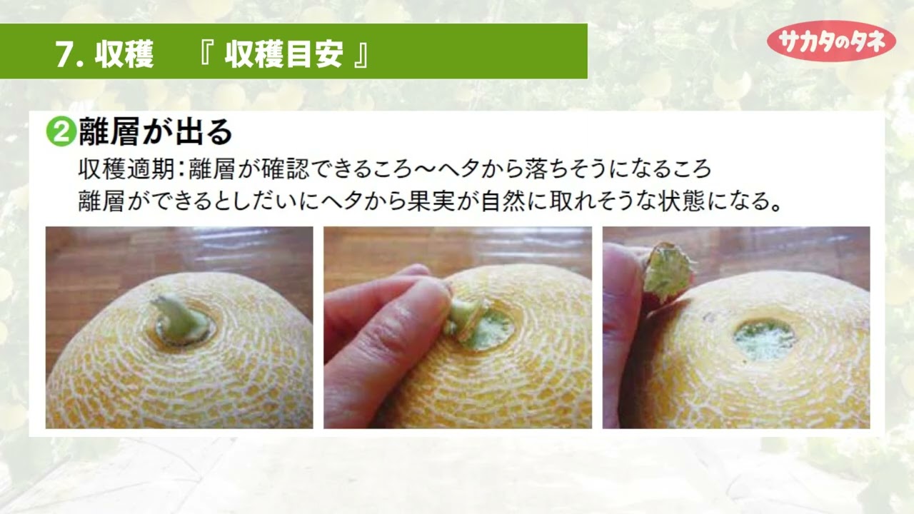 ころタンさん専用 【公式通販】