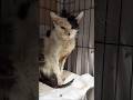 ボロボロになっても生きる事を諦めなかった猫の1年の姿に涙(TT)のサムネイル