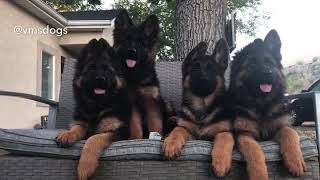 Grisu vom Frankengold Pups