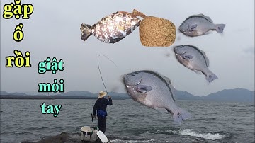 Câu cá biển gặp ổ cá dính đủ thứ| dính luôn loài cá cực độc| toàn cá to giật cong cả cần| NDK Vlogs