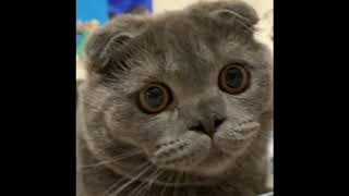 #cat#kitten#scottishfold Gray Scottish Fold kitten 🐱♥️ by MARYAM 1,365 views 3 years ago 1 minute, 1 second