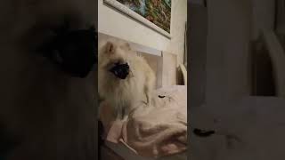 мои зверюги