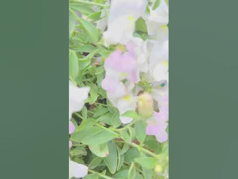 Что посадить для цветения поздно осенью? #сад #семенаалтая #огород # ...