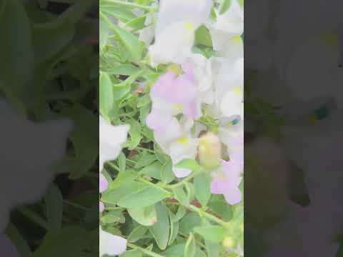 Что посадить для цветения поздно осенью? #сад #семенаалтая #огород #дача