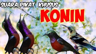 Mp3 PIKAT KHUSUS KOLIBRI NINJA(KONIN) Suara Jernih