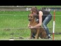 Coursing met Rhodesian Ridgebacks の動画、YouTube動画。