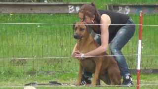 Coursing met Rhodesian Ridgebacks