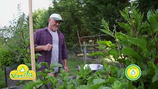 An Amazing Harvest Of Beetroot