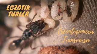 Odontoponera Transversa Egzotik Türler