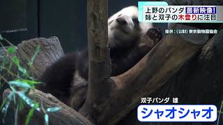 上野動物園の双子パンダ「木登り」練習中　姉のシャンシャンは得意！
