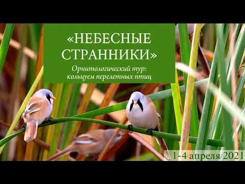 Аудиокнига "Небесный странник" Корн Владимир Книга мой лучший друг Дзен