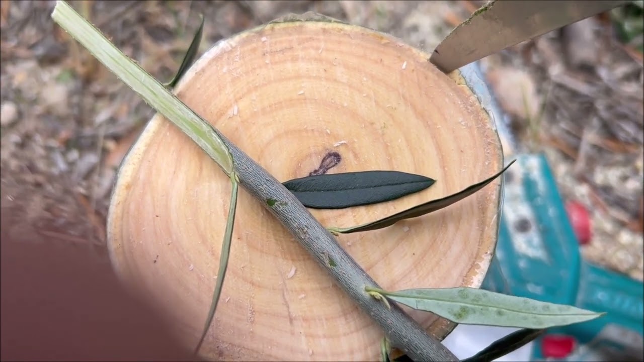 ΜΠΟΛΙΑΣΜΑ ΕΛΙΑΣ ΚΑΛΑΜΩΝ ΦΟΙΝΙΚΙ ΛΑΚΩΝΙΑΣ 2024