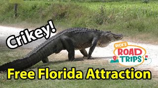 Gators All Around Us! | Lake Apopka Wild Life Drive | Free Wild Life Safari in Central Florida