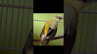 Download Lagu jeritan kepodang #kepodang #kepodanggacor  #kepodangemas #kepodangsumbawa #short MP3