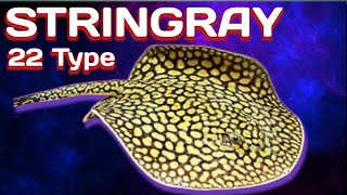 15 Amazing Types Of Freshwater Stringray Species , Rare And Commen Freshwater Stringray A to Z