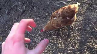 If i Had  a Chicken Funny MEME 2020