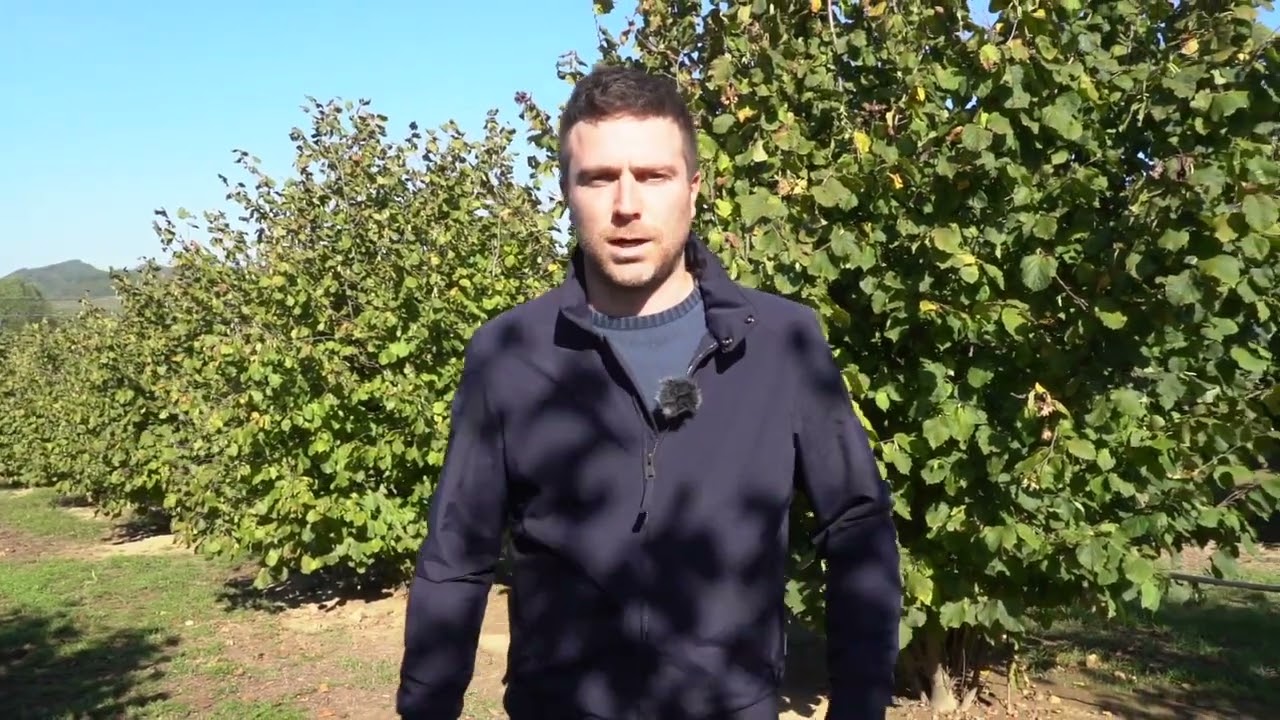 Concimazione autunnale, il mai più senza della corilicoltura