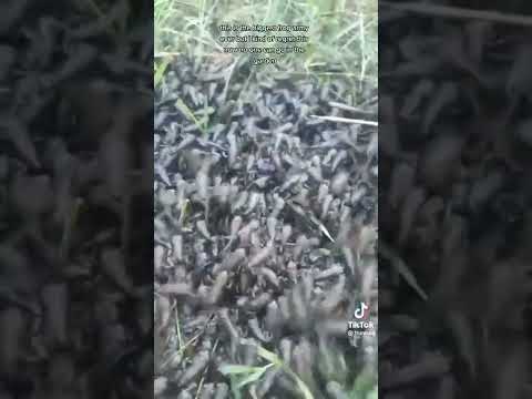 Tiktok: FROG ARMY!!! 1.4 Million Baby Frogs Roaming (@thinfrog)