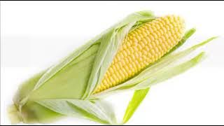 jagung rebus (sped up & cut ver.)